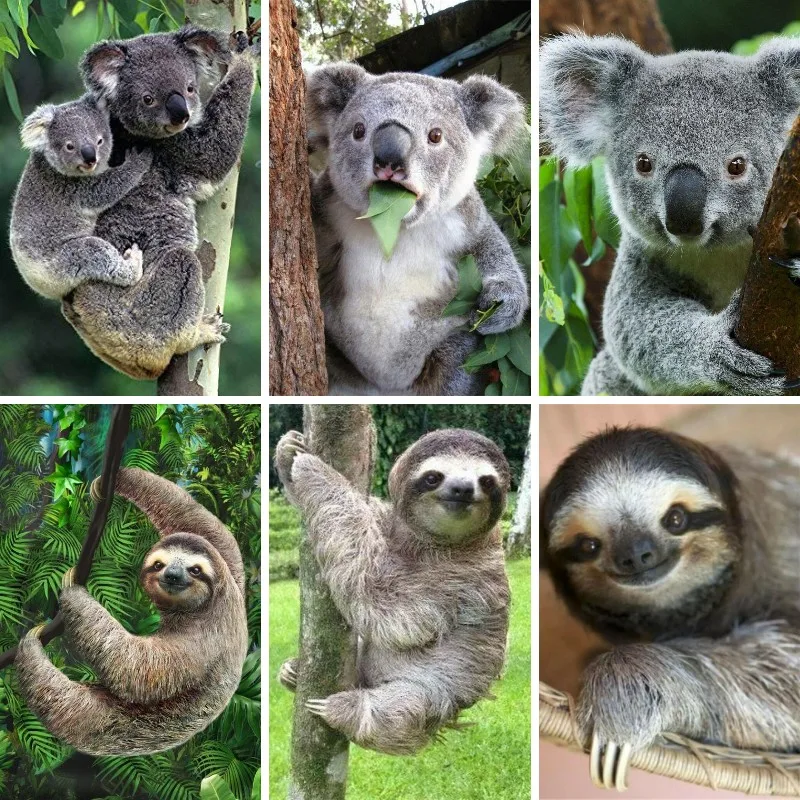 Embroidery Australia - 5D Diamant Schilderij Luiaard Koala Australië